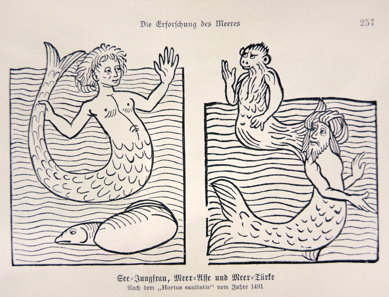 Sirena e tritone dal 
