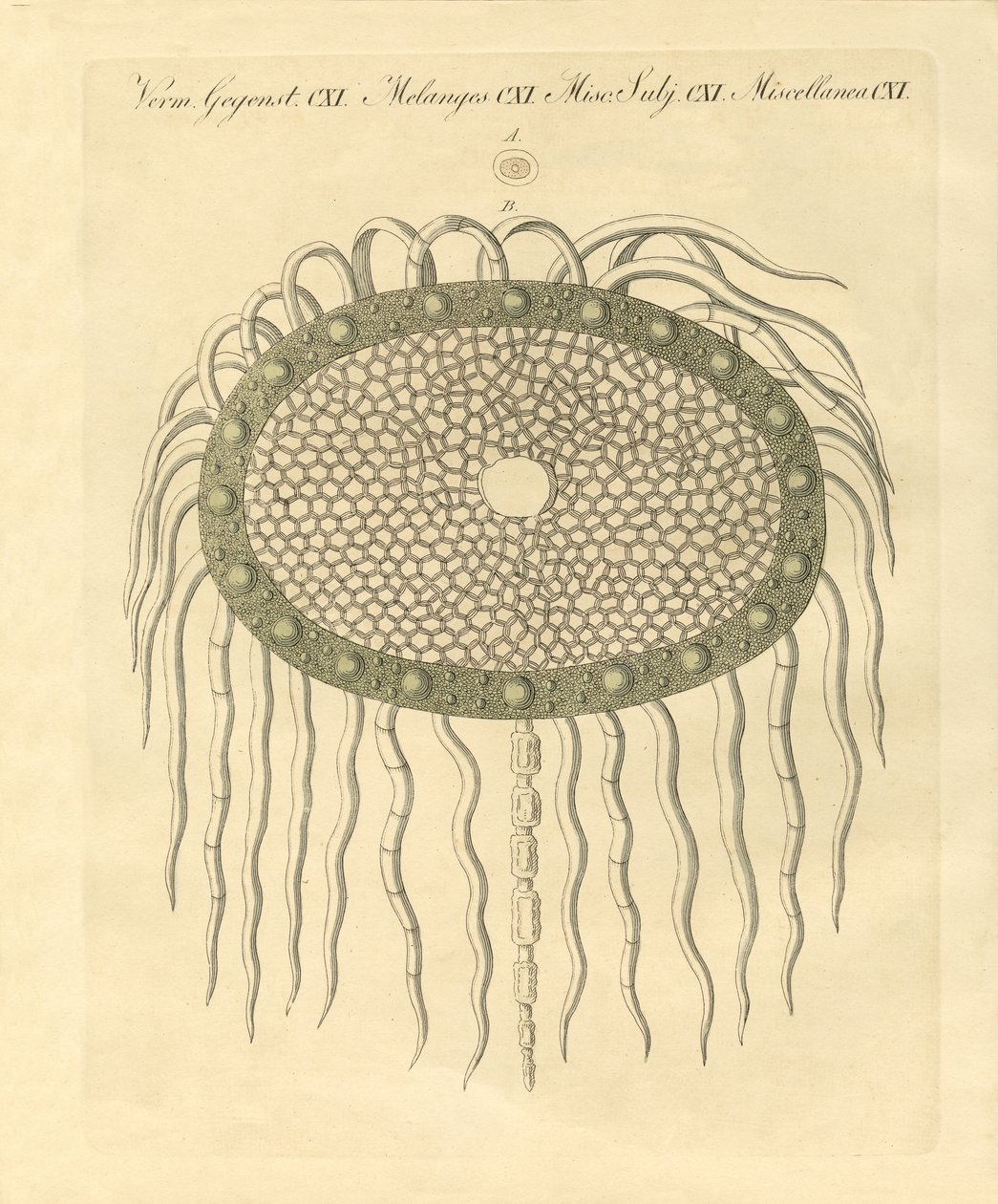 Immagine microscopica dal foro del cardo senza piume da German School