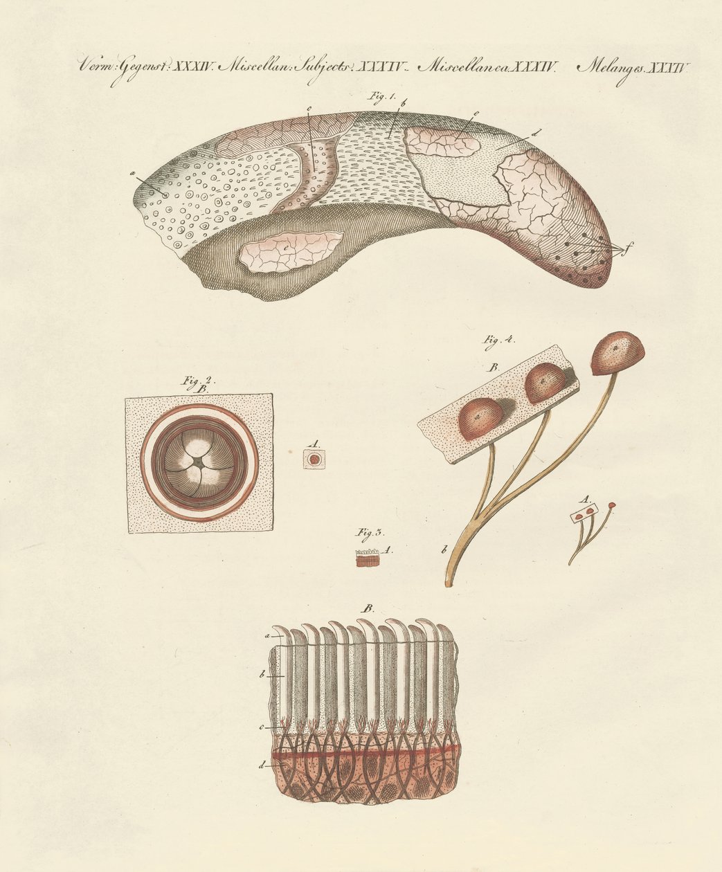 Studio microscopico della lingua della mucca da German School