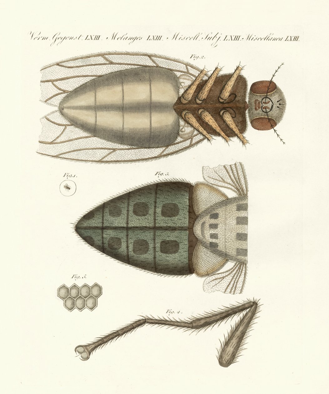 Vista microscopica della mosca domestica da German School