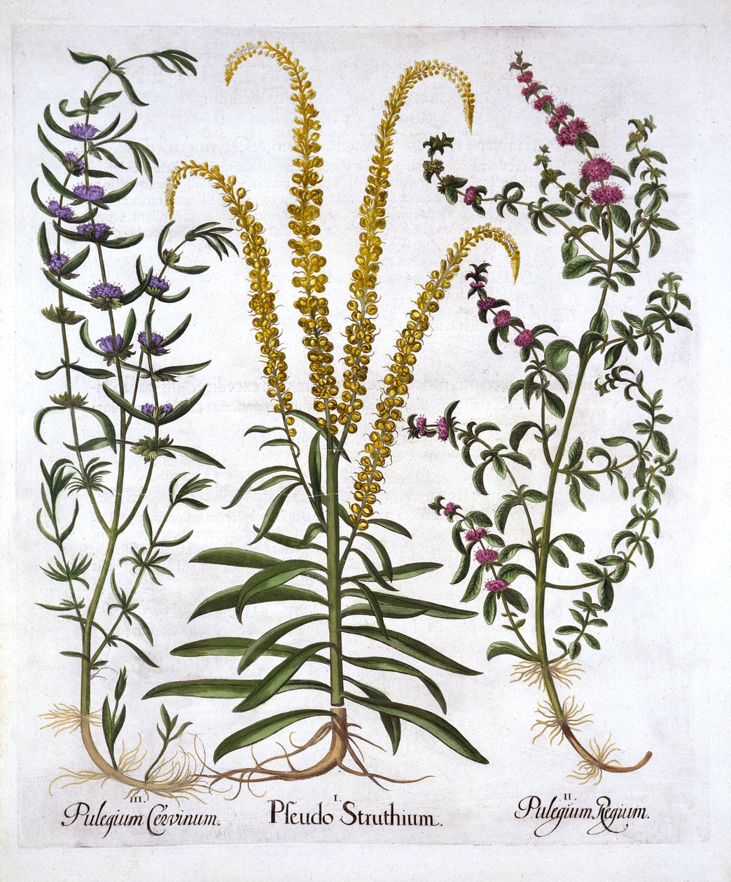 Reseda, menta poleggio e menta palustre, da Hortus Eystettensis, di Basil Besler, pub. 1613 da German School