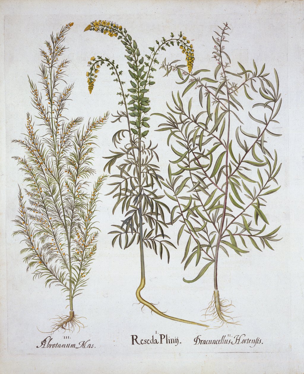 Reseda, abrotano e dragoncello, da Hortus Eystettensis, di Basil Besler, pub. 1613 da German School