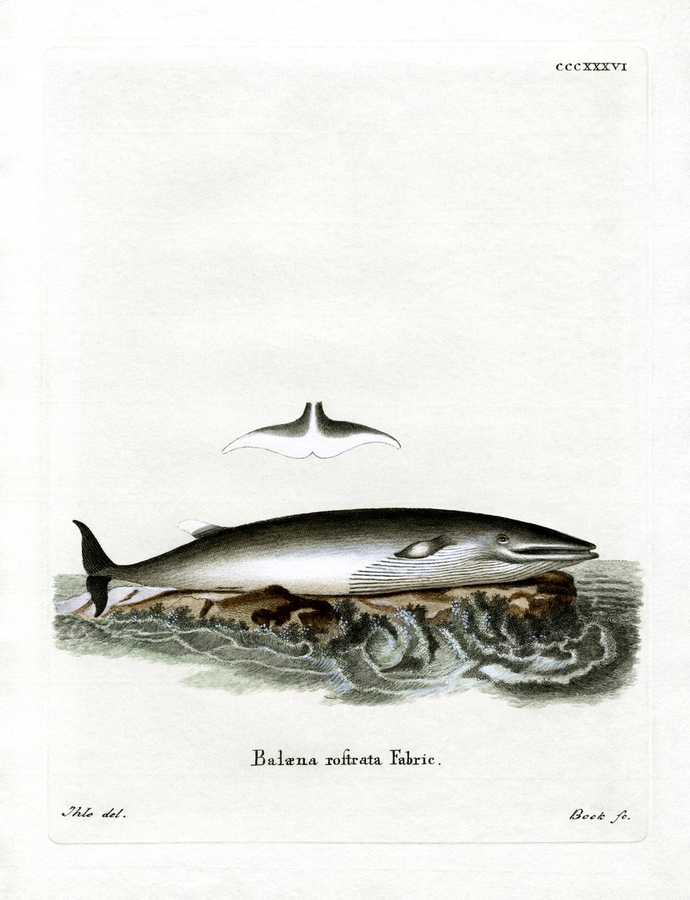Balena minke da German School