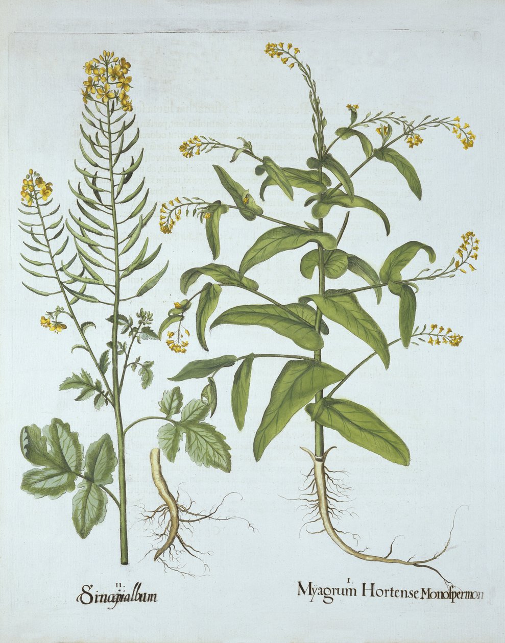 Crescione mitrato e senape bianca, da Hortus Eystettensis, di Basil Besler, pub. 1613 da German School