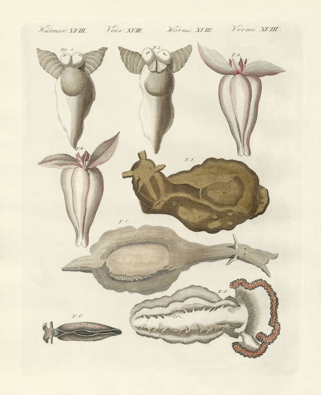 Molluschi da German School