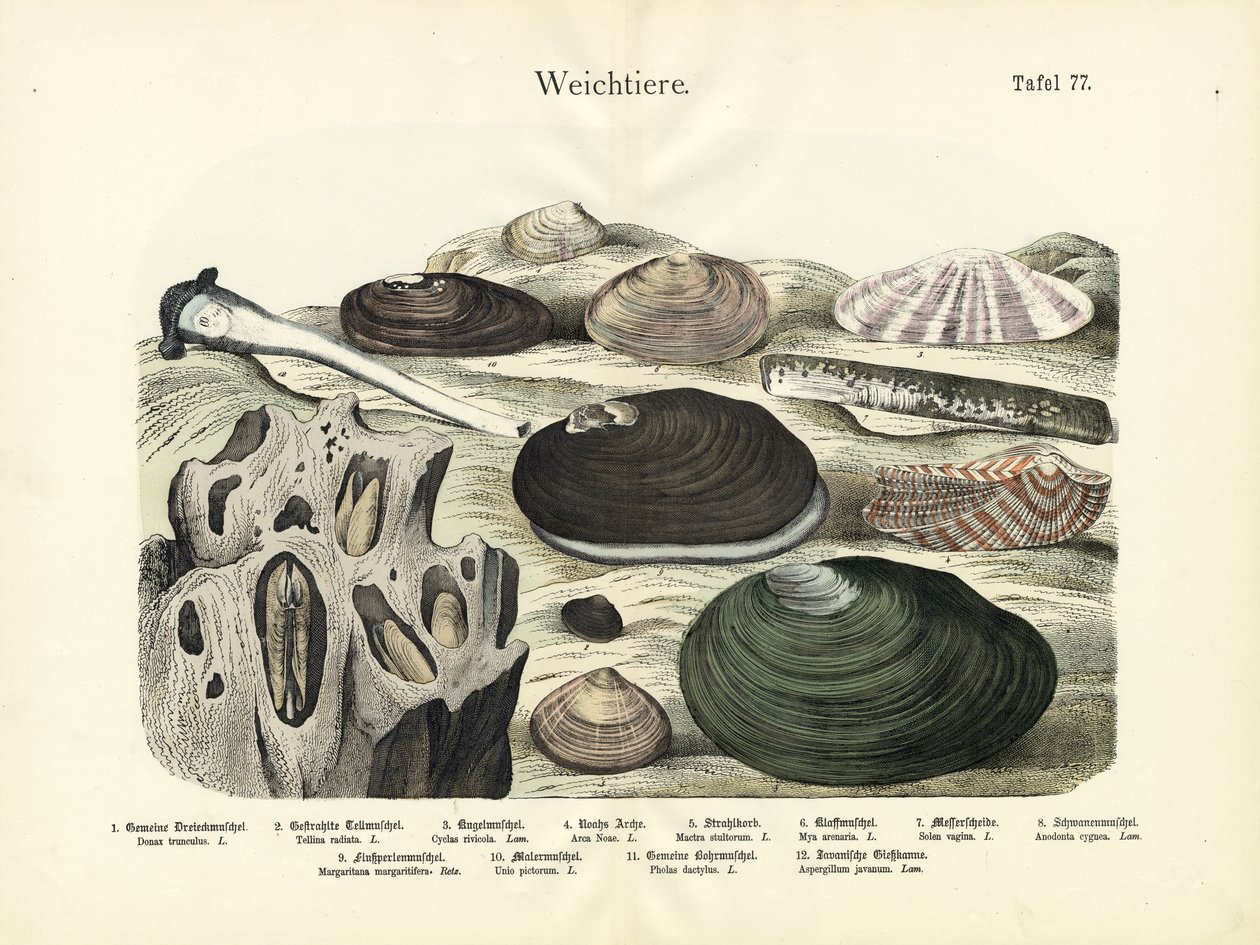 Molluschi, 1860 circa (litografia a colori) da German School