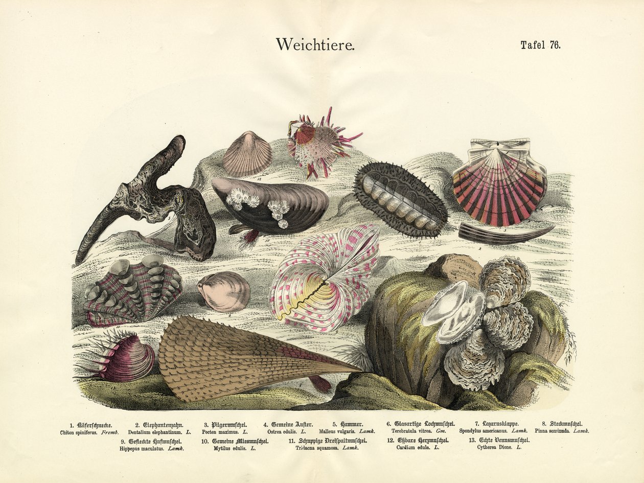 Molluschi da German School