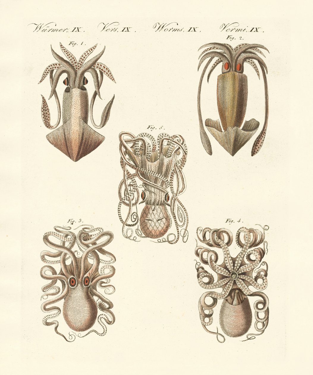 Molluschi o vermi molli da German School