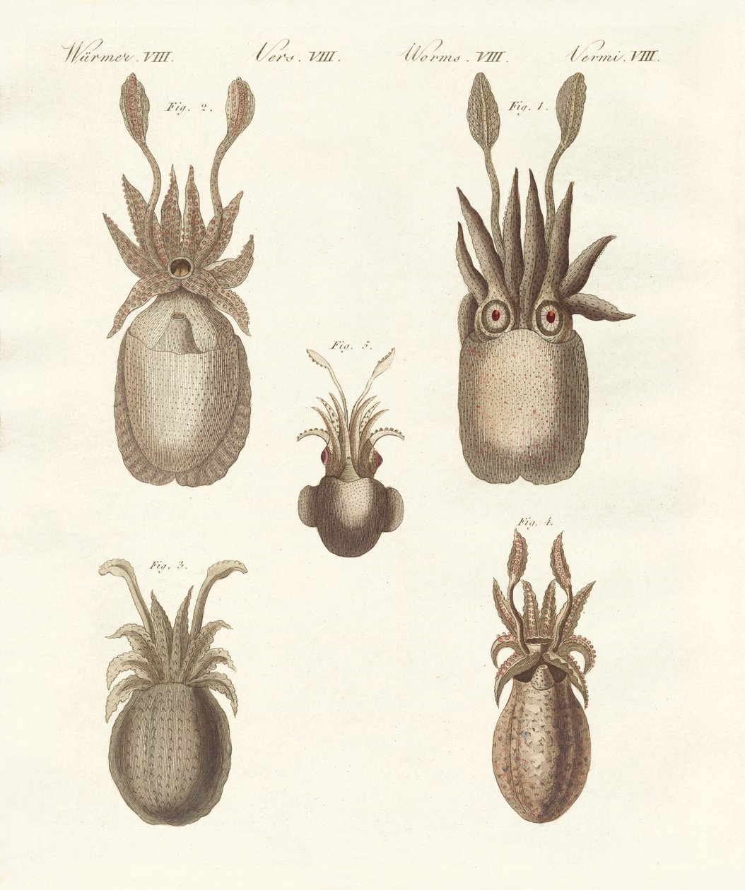 Molluschi o vermi molli da German School