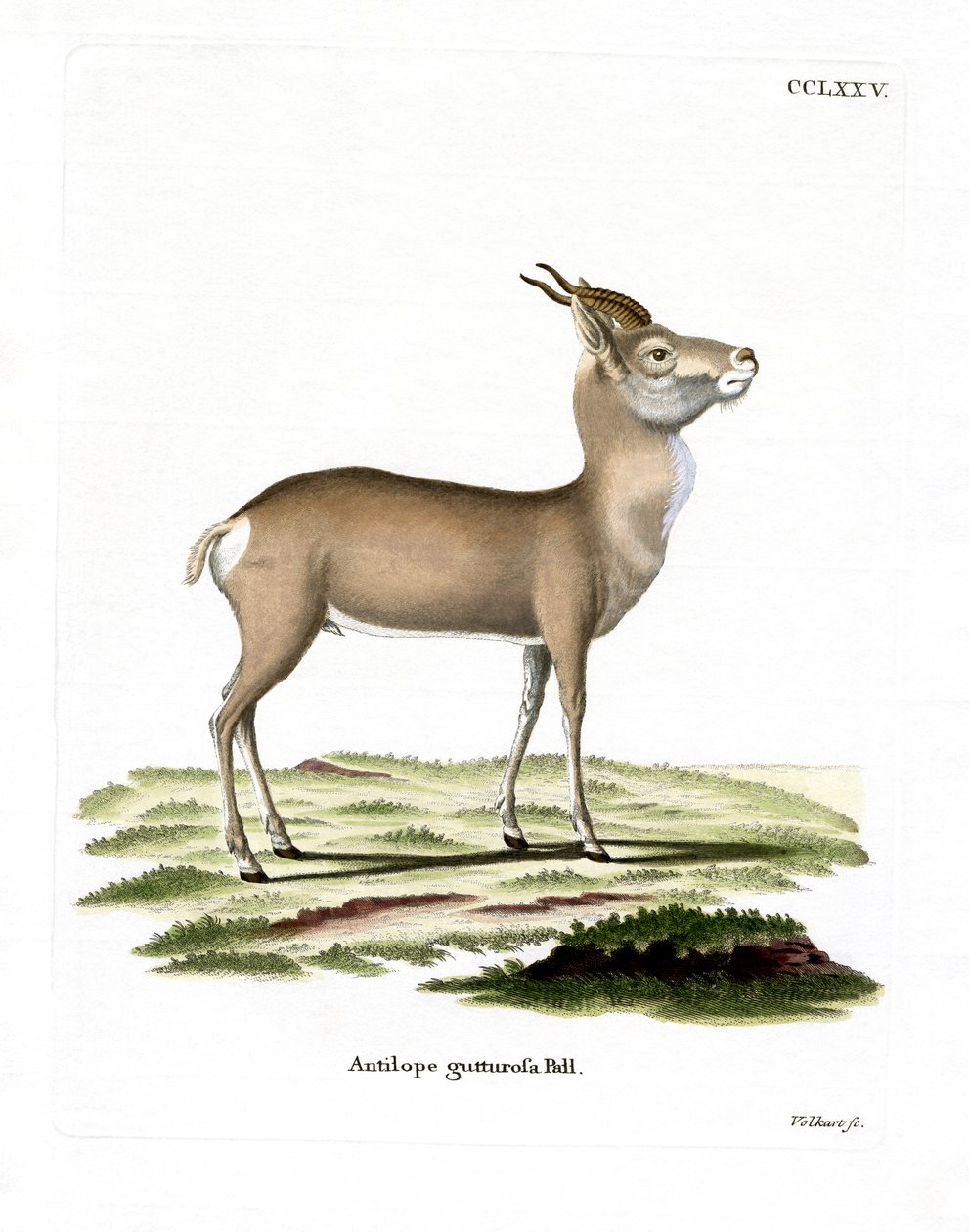 Gazzella mongola da German School