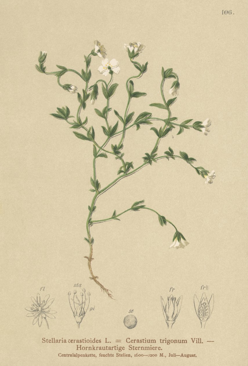 Stellaria cerastioides da German School