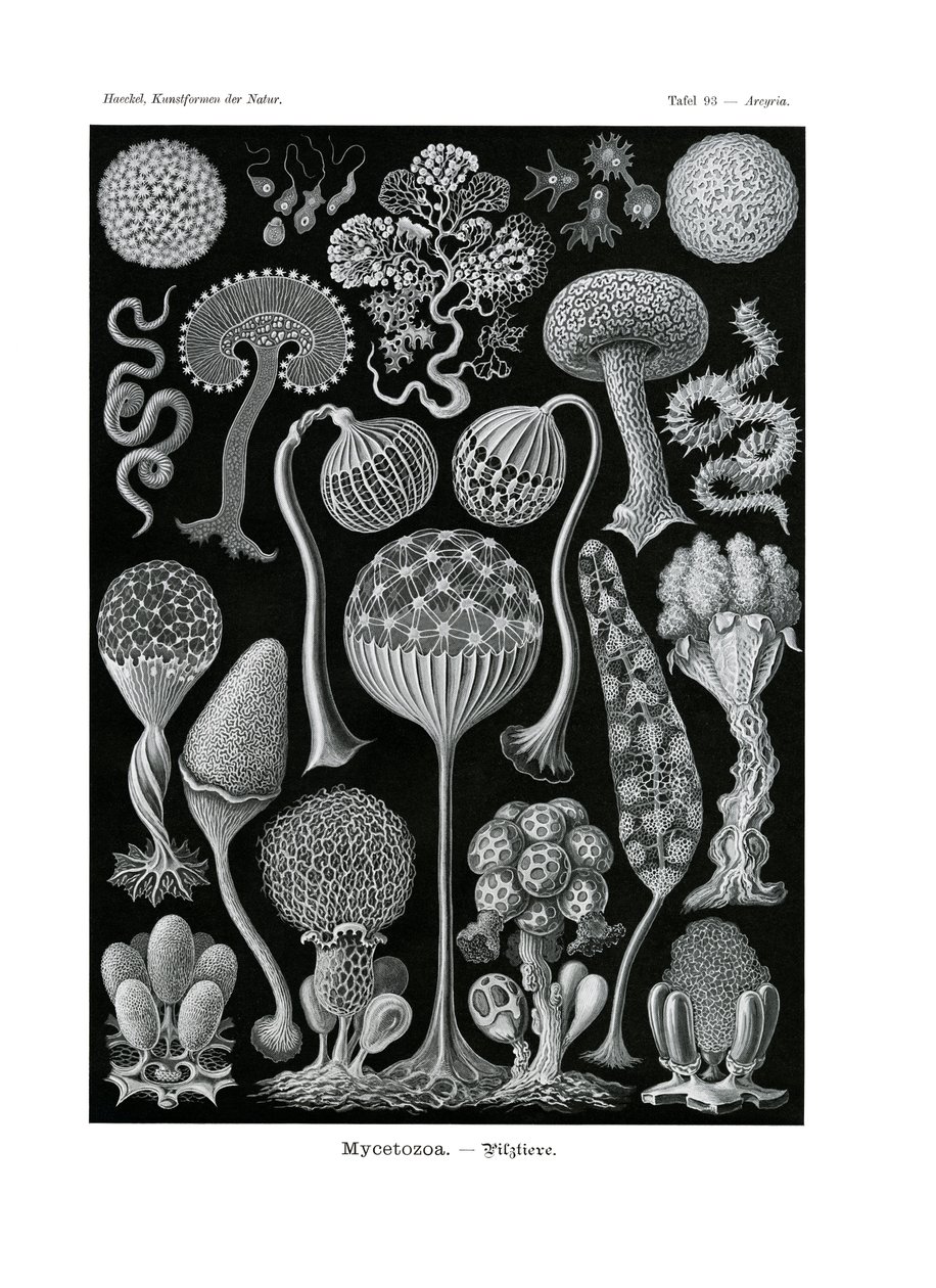 Mycetozoa da German School