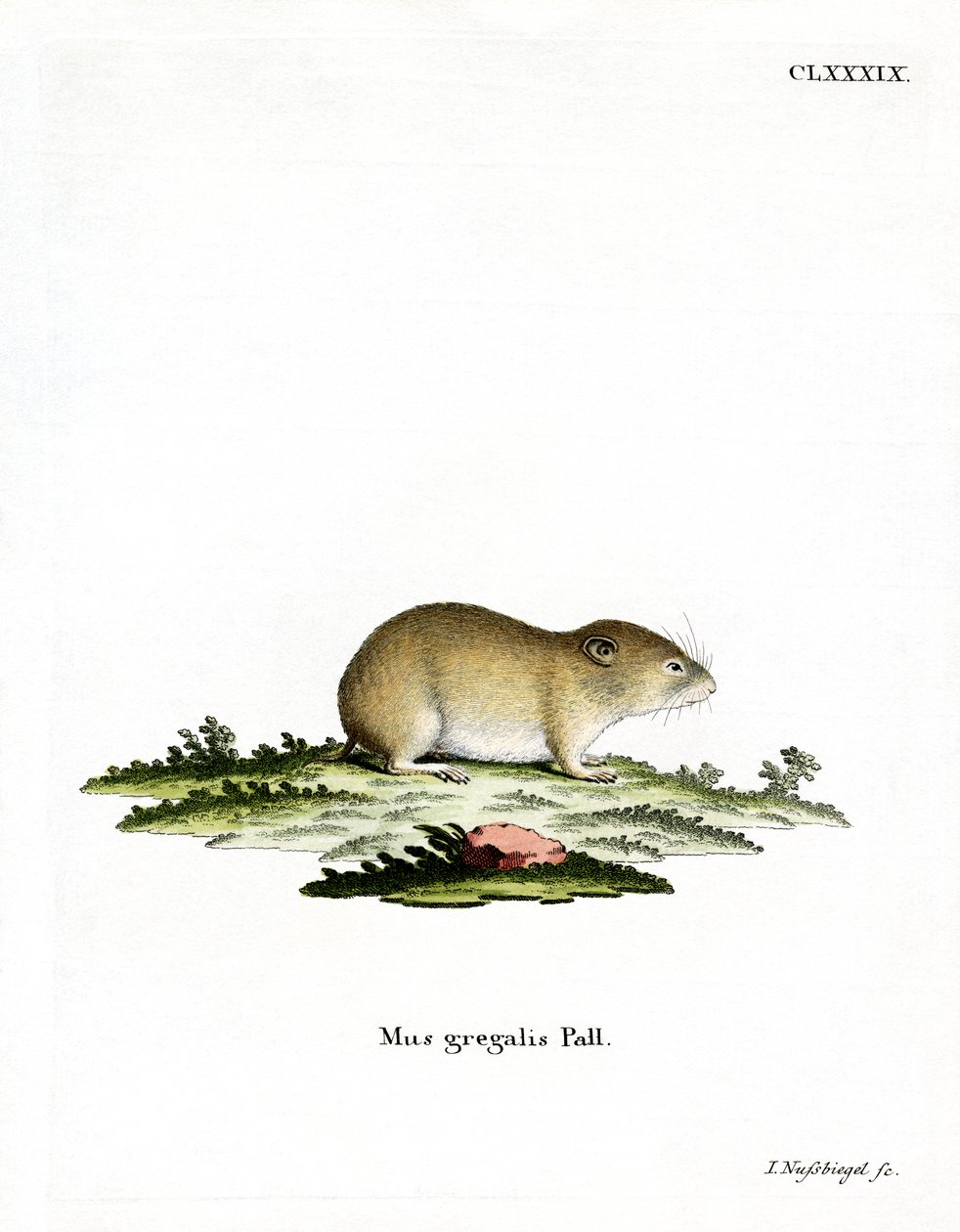Arvicola dalla testa stretta da German School