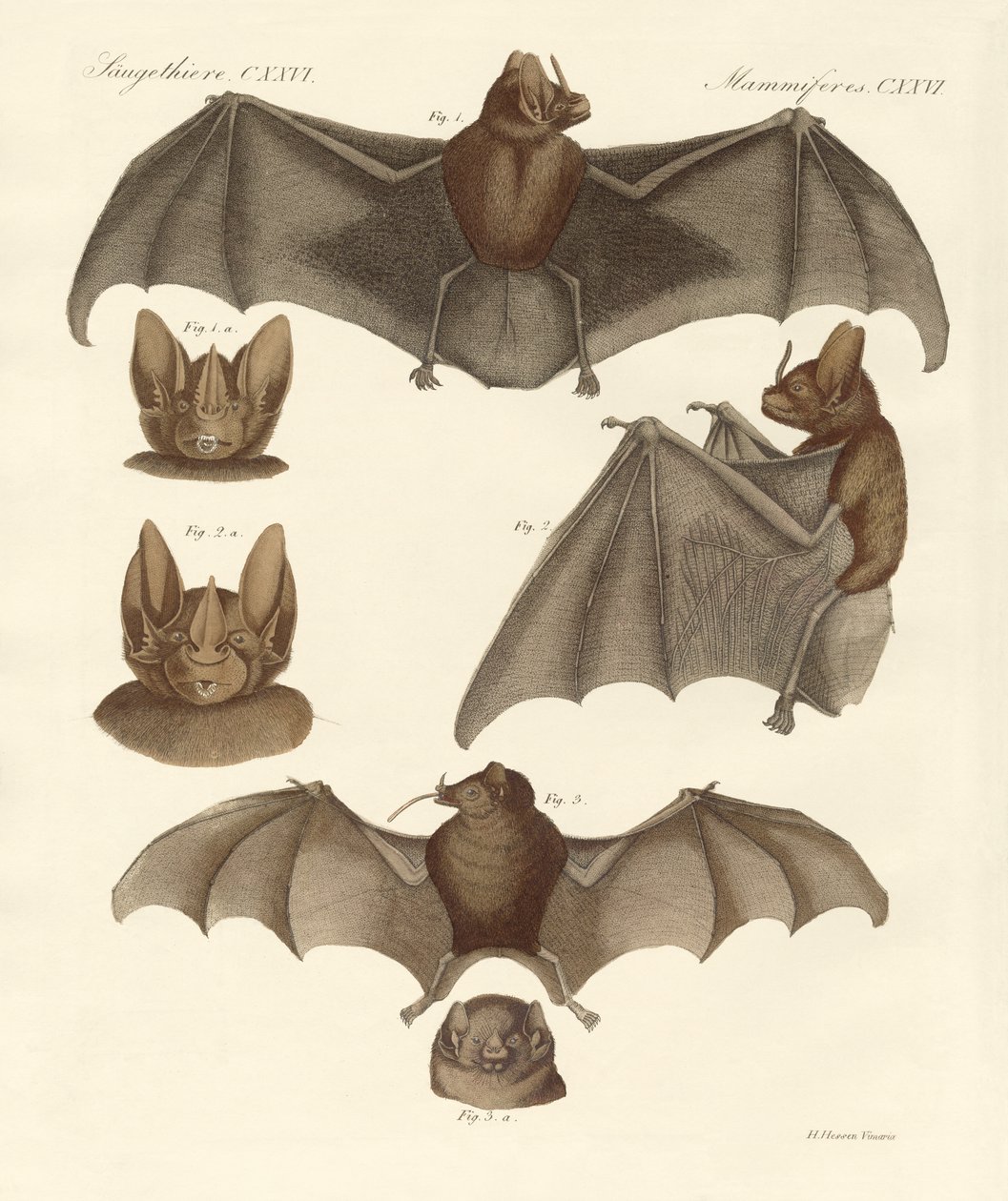 Nuovi pipistrelli da German School