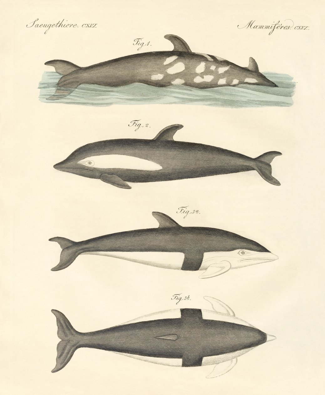 Nuovi delfini da German School