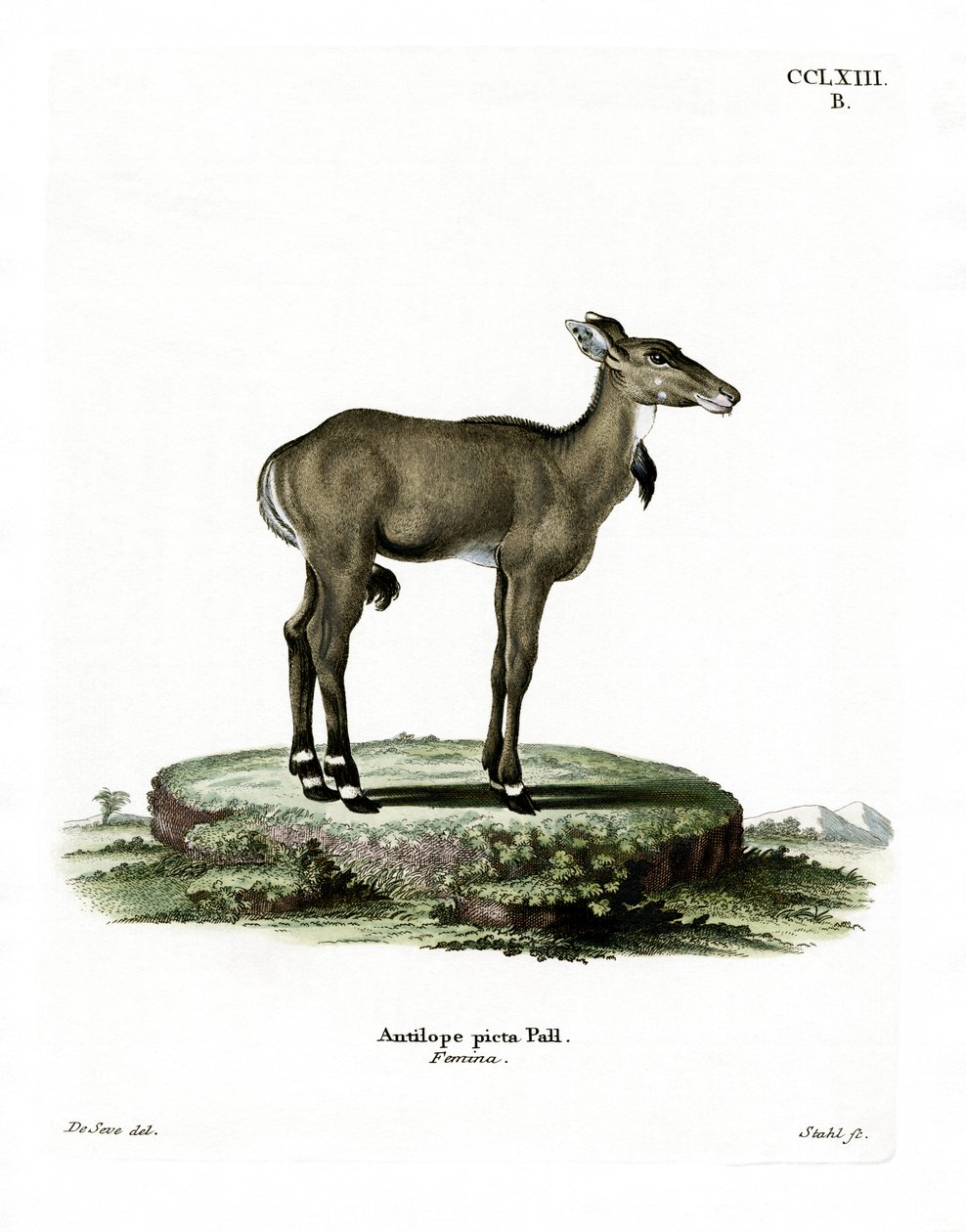 Nilgai da German School