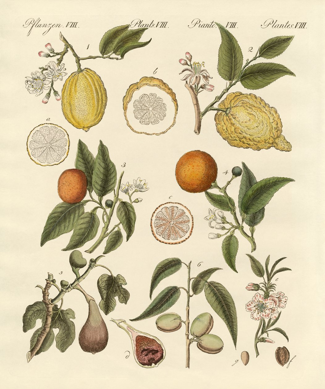 Frutti tropicali nobili da German School