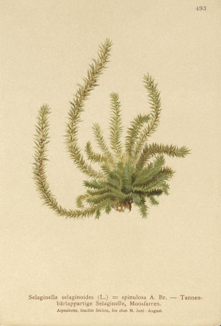 Selaginella selaginoides da German School