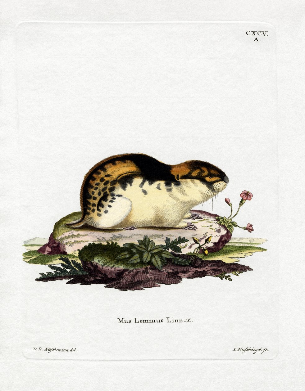 Lemming norvegese da German School