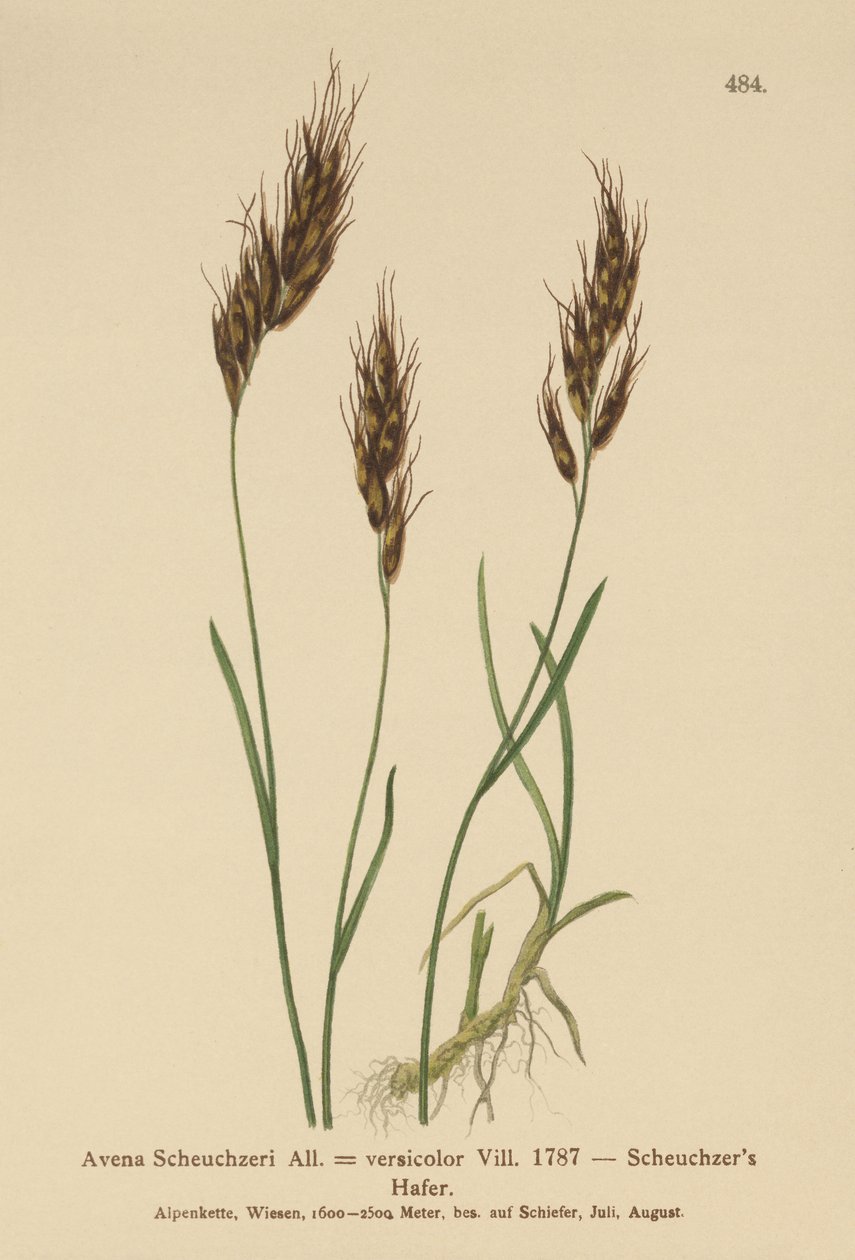 Avena Scheuchzeri da German School