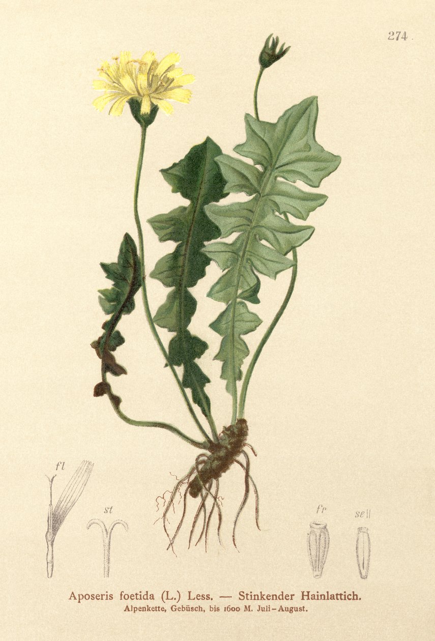 Insalata di maiale odorosa (Aposeris foetida) da German School
