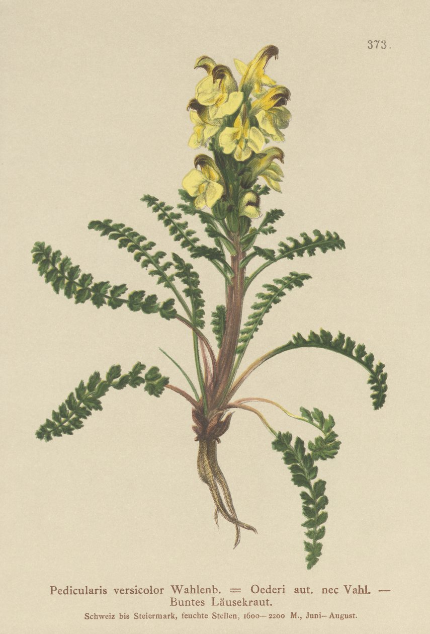 Pedicolare di Oeder (Pedicularis versicolor, Pedicularis Oederi) da German School