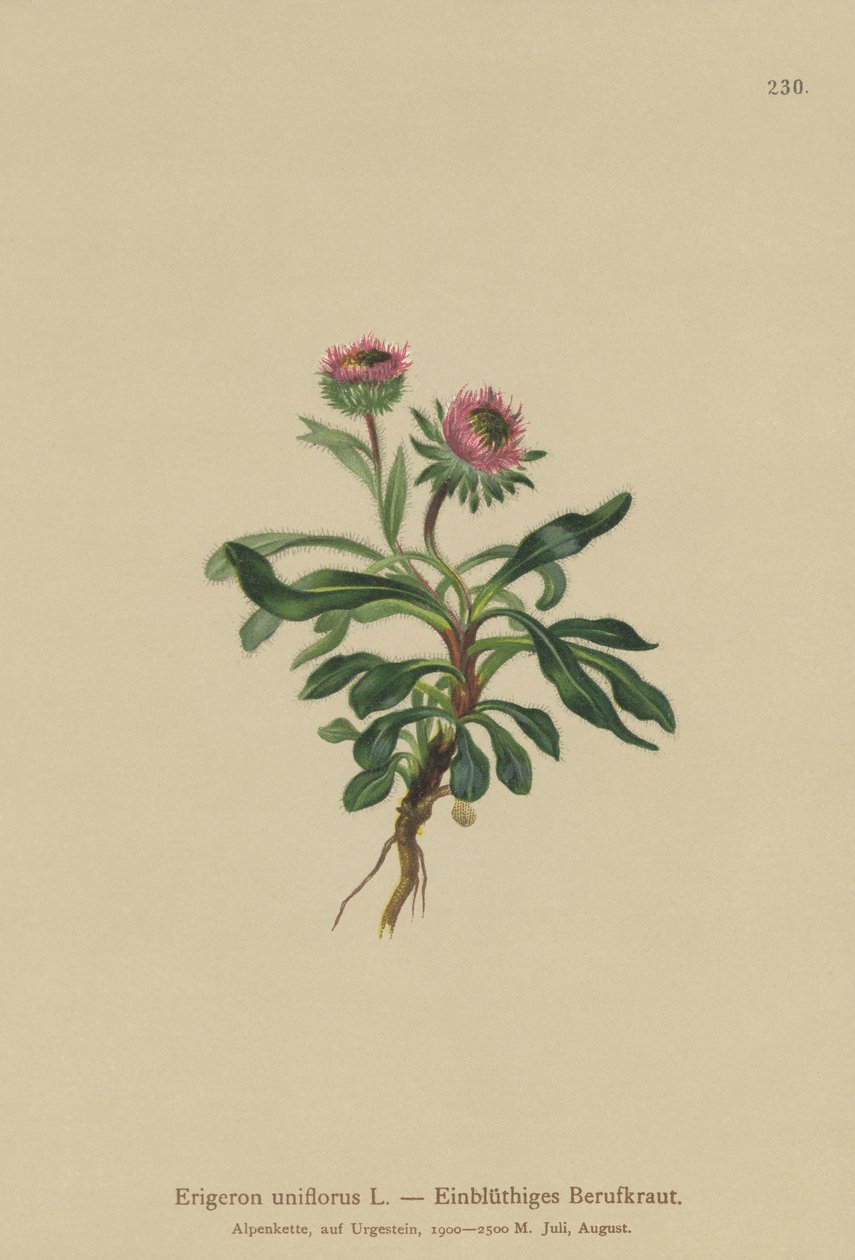 Erigeron unifloro da German School