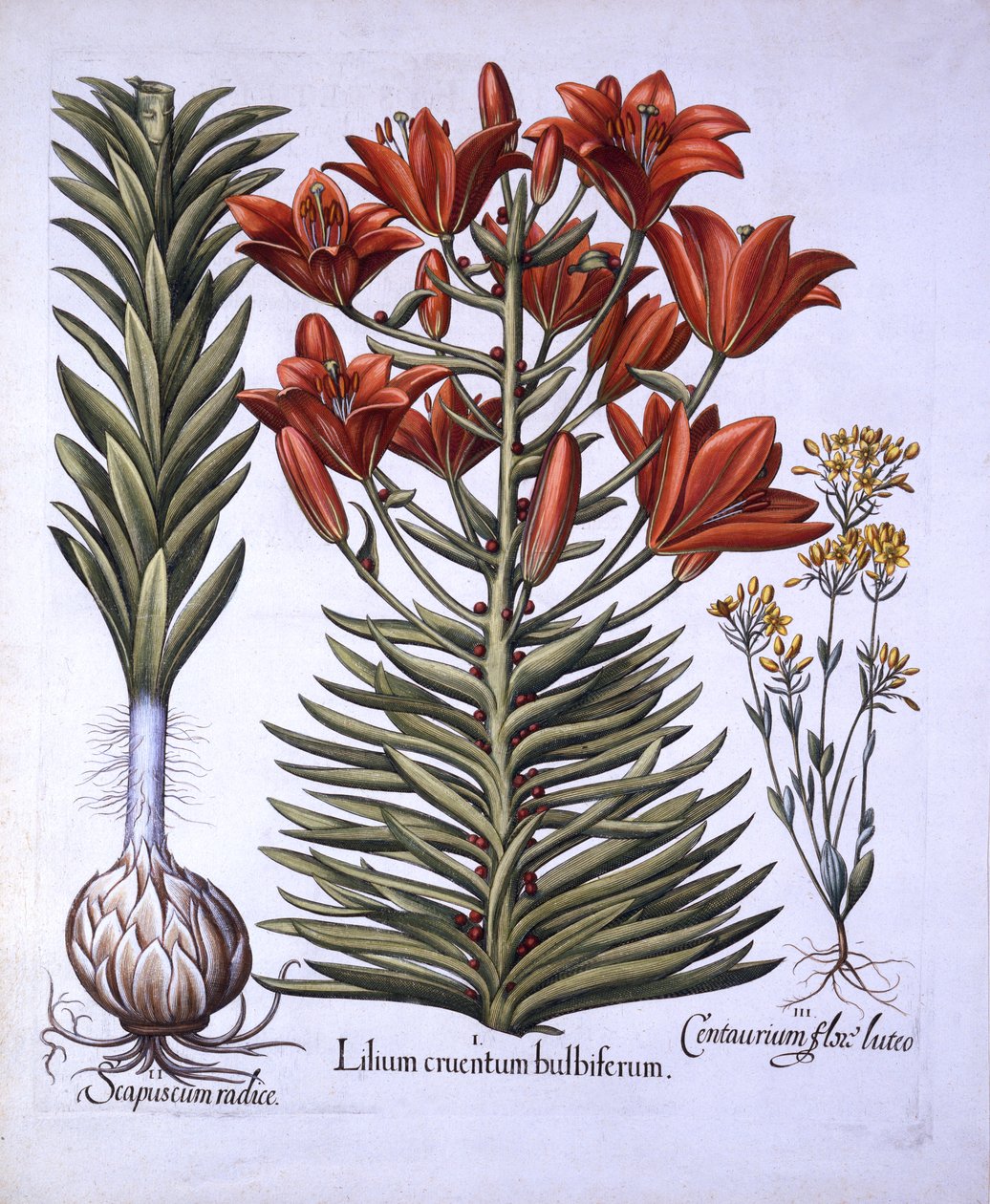 Giglio arancione con bulbilli e bulbi, Blackstoria a fioritura tardiva, da Hortus Eystettensis, di Basil Besler, pub. 1613 da German School