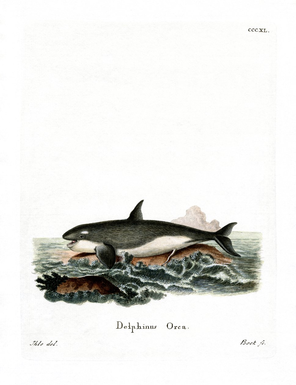 Orca da German School