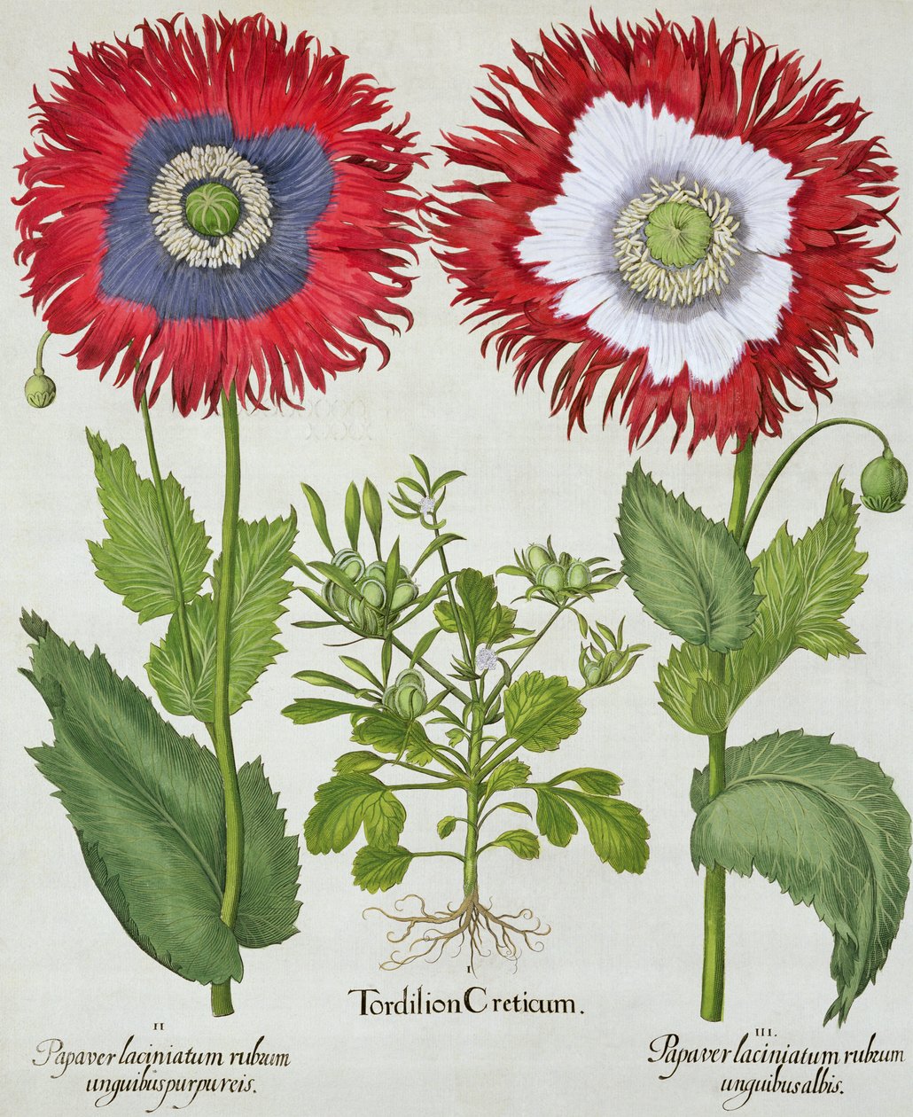 Papaveri ornamentali, da Hortus Eystettensis di Basil Besler, pub. 1613 da German School