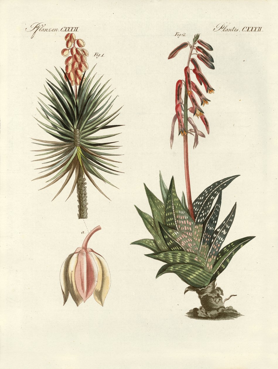 Pianta ornamentale (incisione colorata) da German School