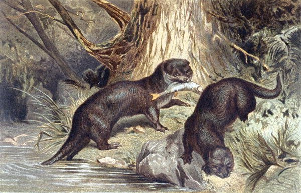 Lontra da German School
