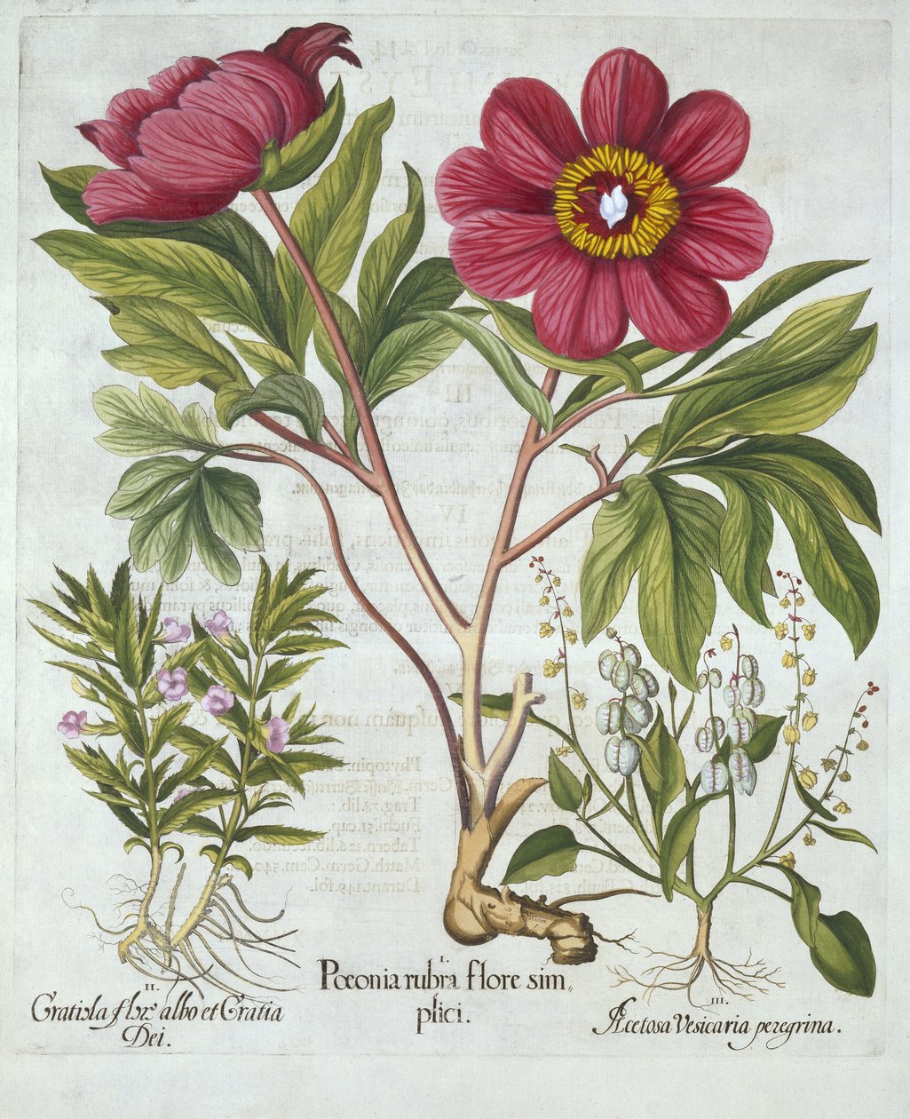 Peonia, issopo di siepe e acetosa, da Hortus Eystettensis, di Basil Besler, pub. 1613 da German School