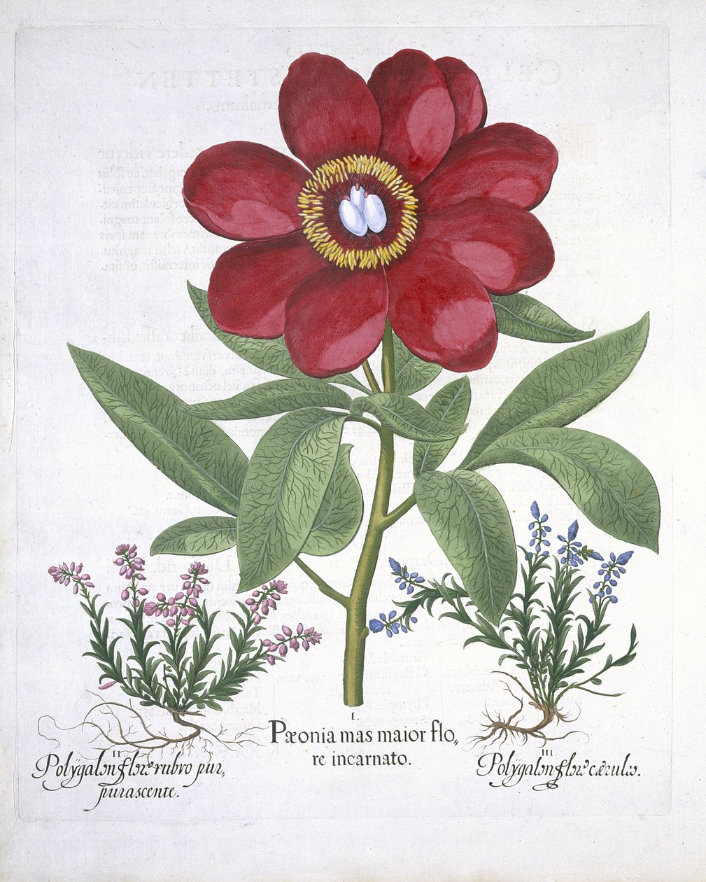 Peonia e due Poligoni, da Hortus Eystettensis, di Basil Besler (1561-1629) pubblicato nel 1613 da German School