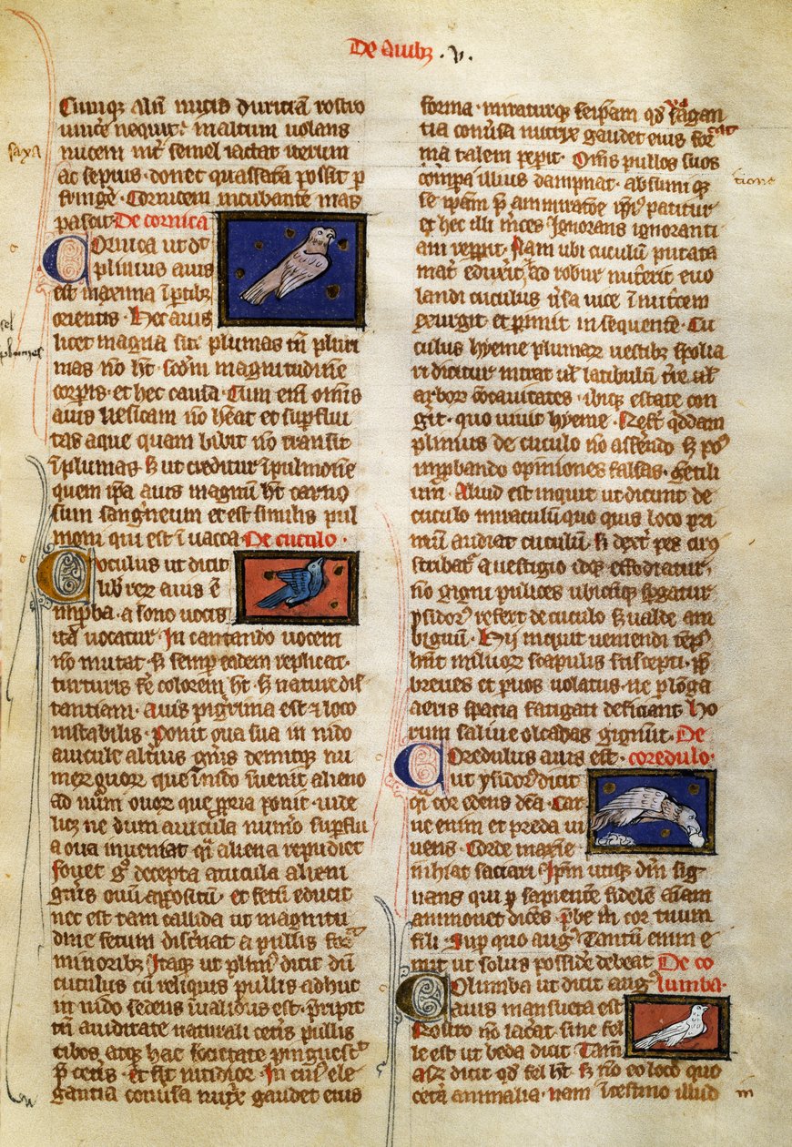Pagina da De Natura Rerum sugli uccelli, di Alberto Magno (circa 1200-1280) da German School