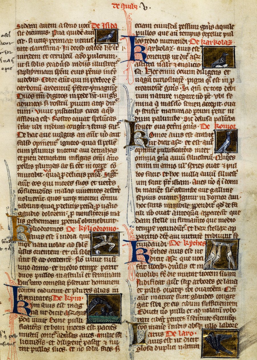 Pagina da De Natura Rerum sugli uccelli da German School
