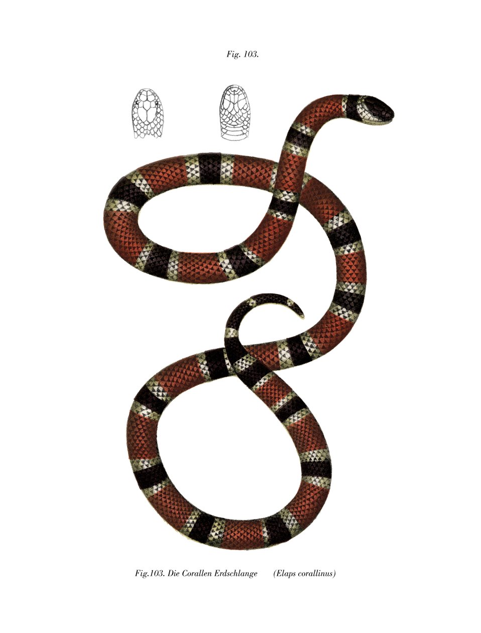 Serpente corallo dipinto da German School