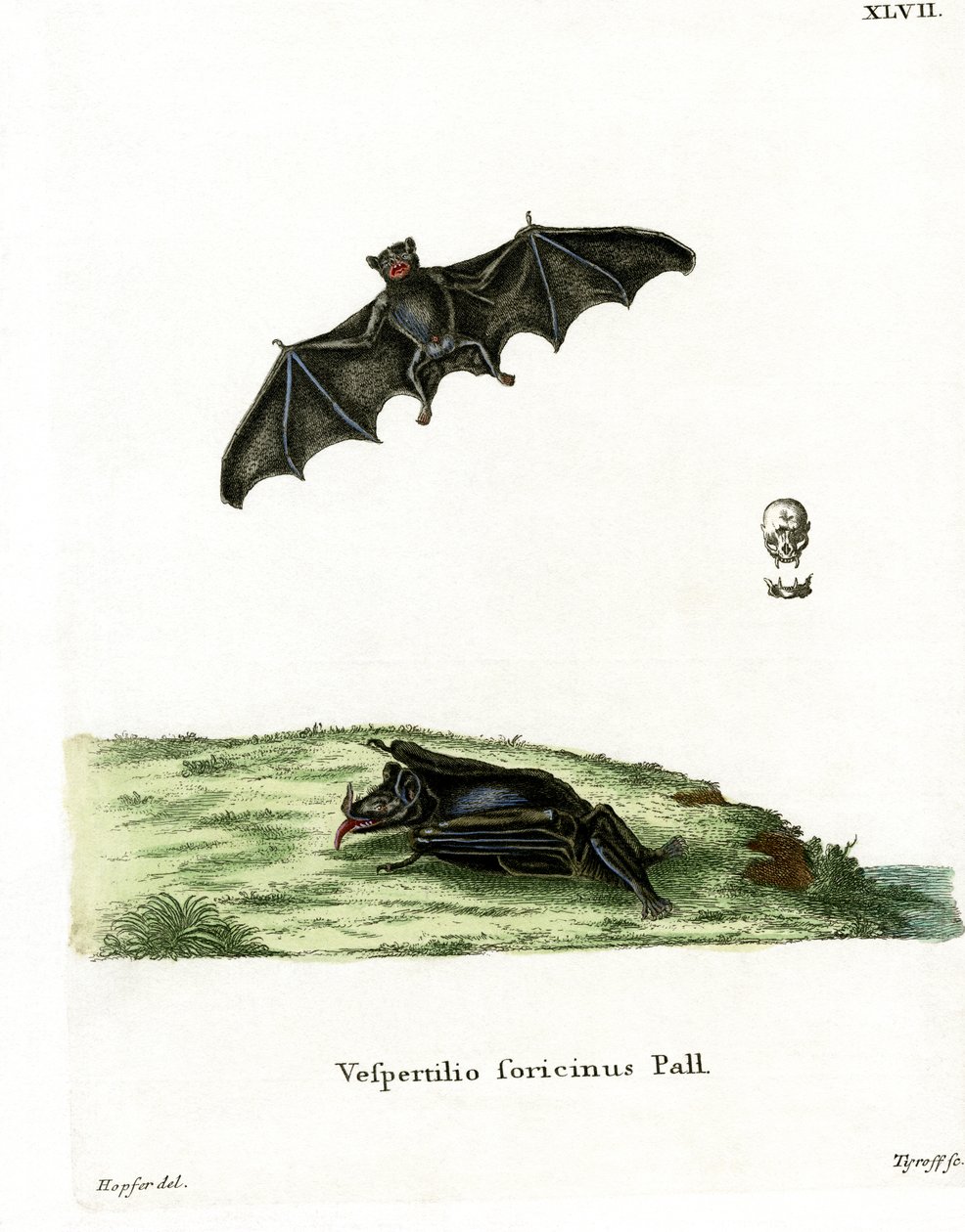 Pipistrello dalla lingua lunga di Pallas da German School