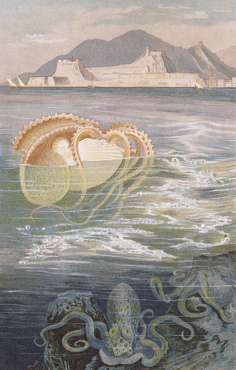 Nautilus di carta, tavola da Brehms Tierleben: Allgemeine Kunde des Tierreichs, vol.10, p.273, pubblicato da Bibliographisches Institut da German School