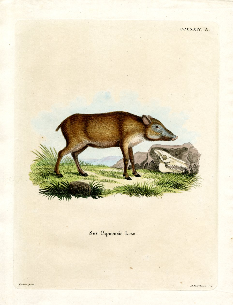 Cinghiale papuano da German School