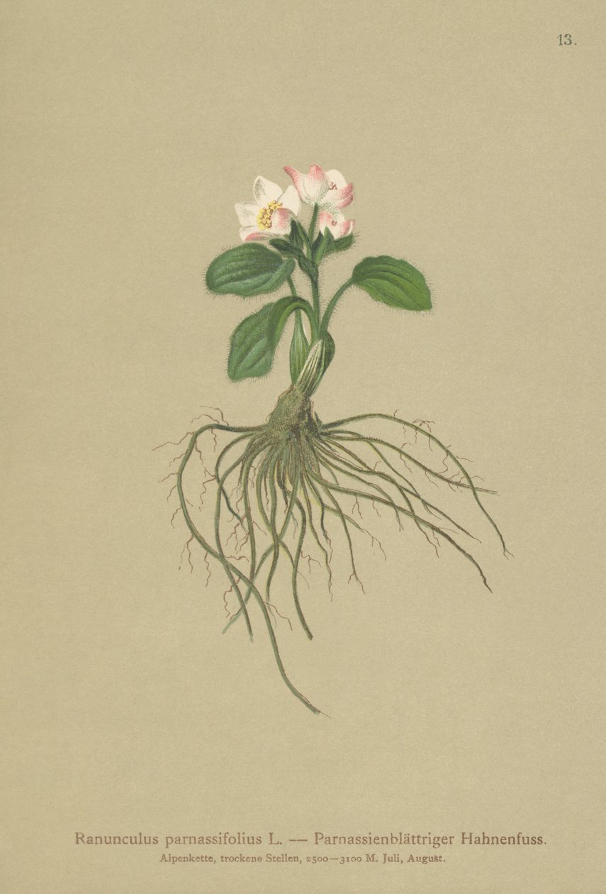 Ranuncolo a foglie di parnassia (Ranunculus parnassifolius) da German School