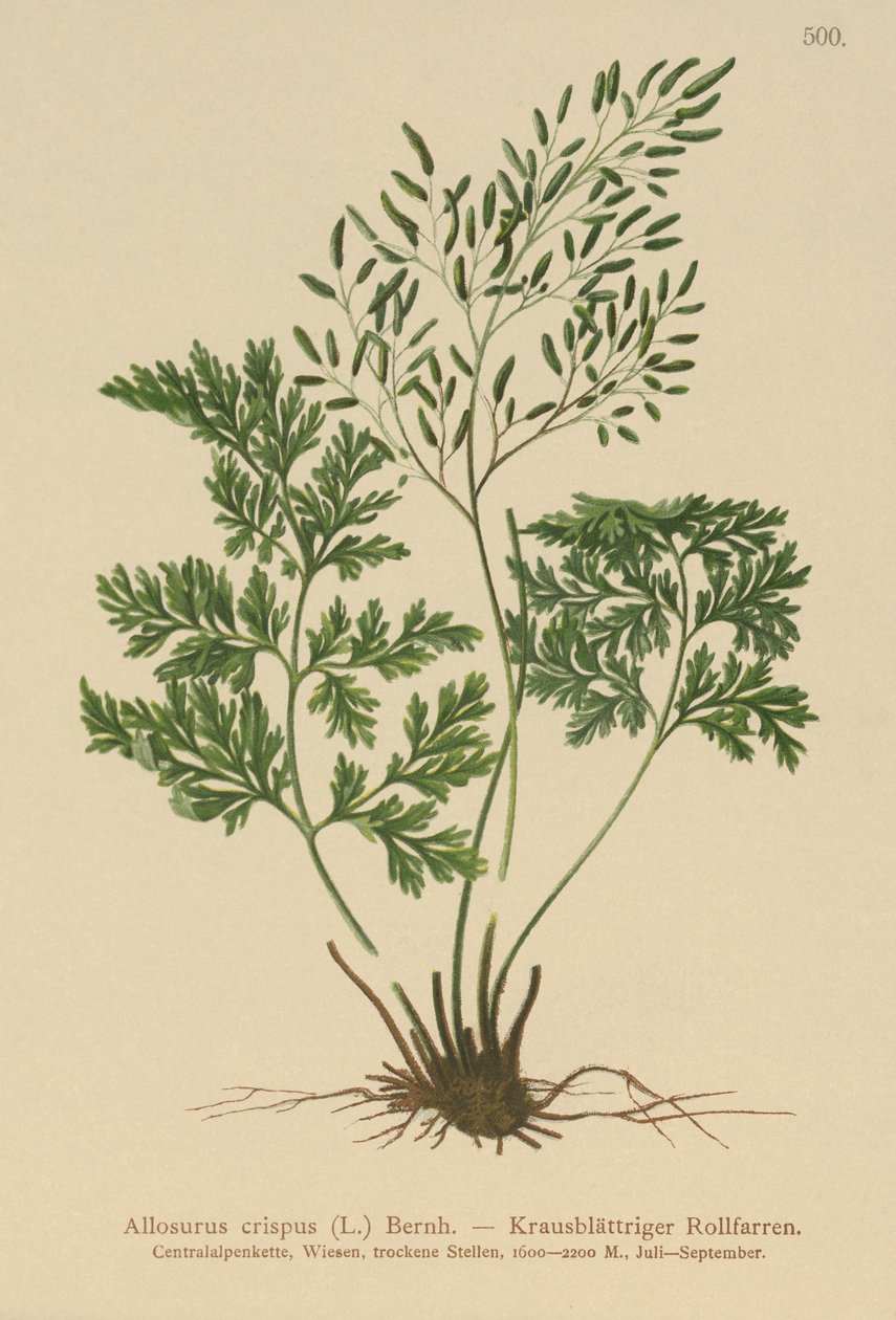 Allosurus crispus da German School