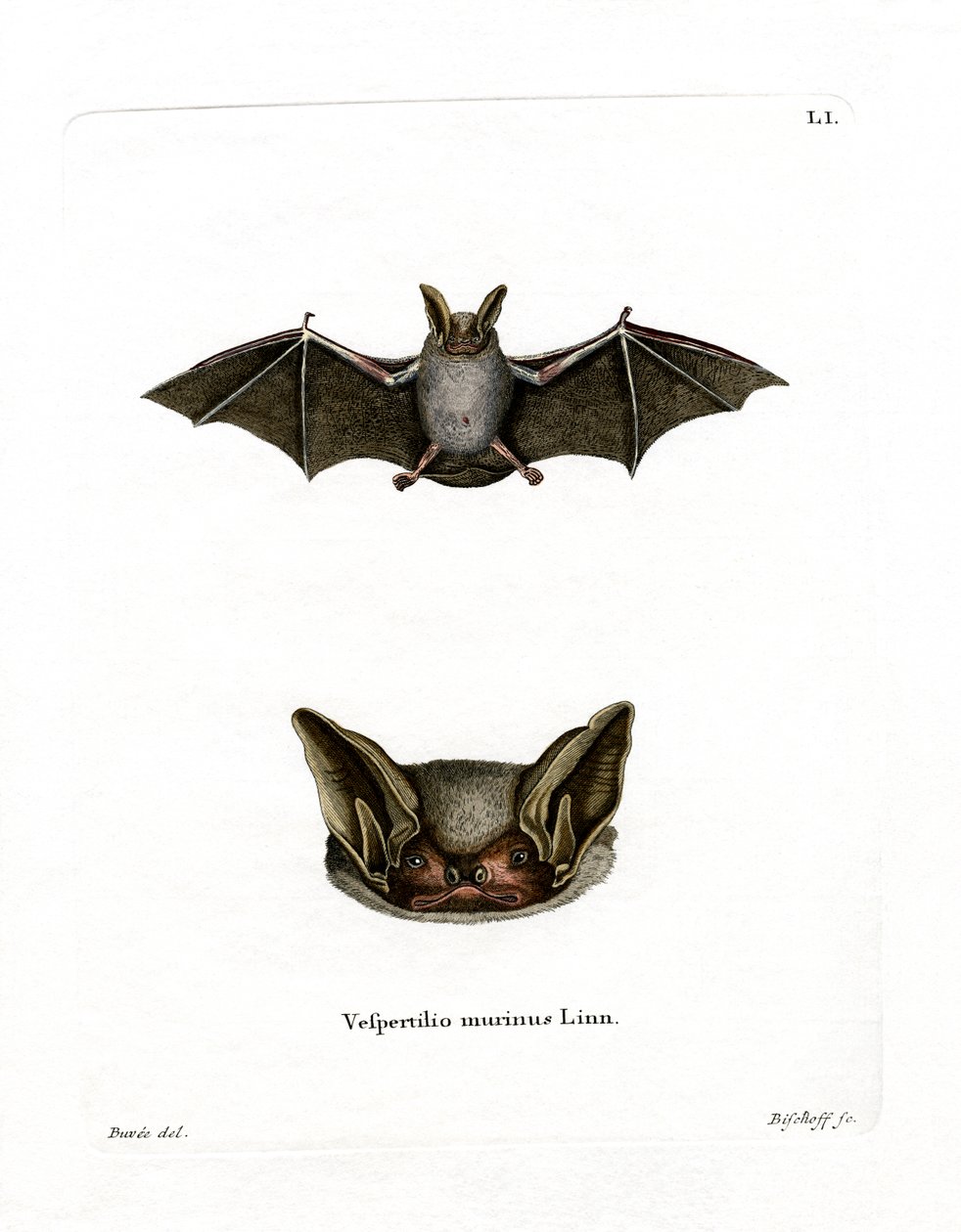 Pipistrello Particolore da German School
