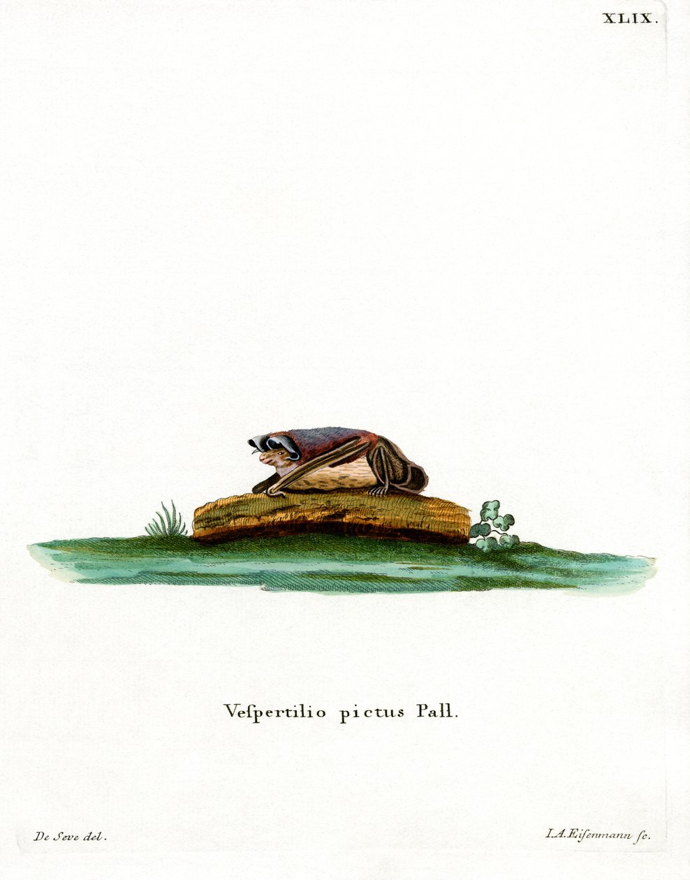 Pipistrello bicolore da German School