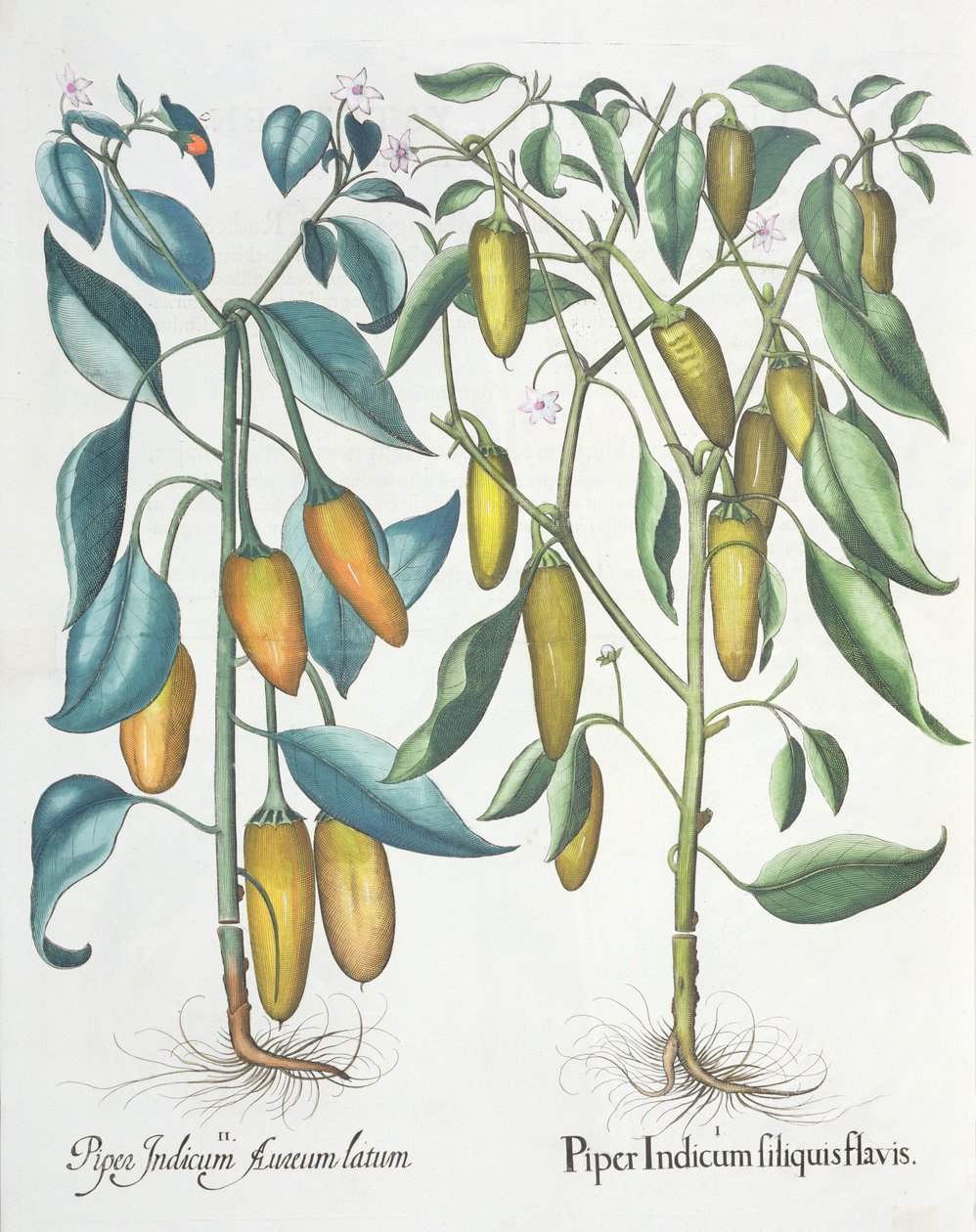 Peperoni, dal Hortus Eystettensis di Basil Besler, pub. 1613 da German School