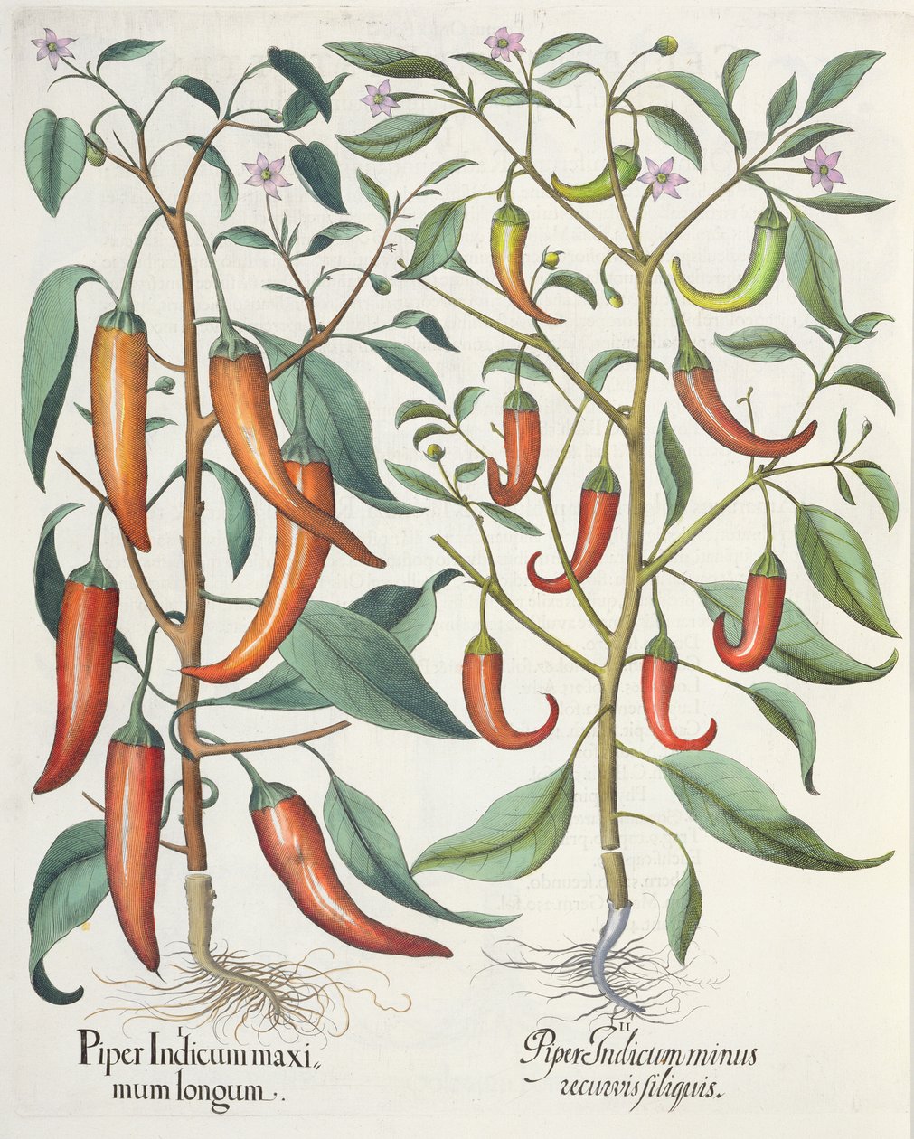 Peperoni, dal Hortus Eystettensis di Basil Besler, pub. 1613 da German School