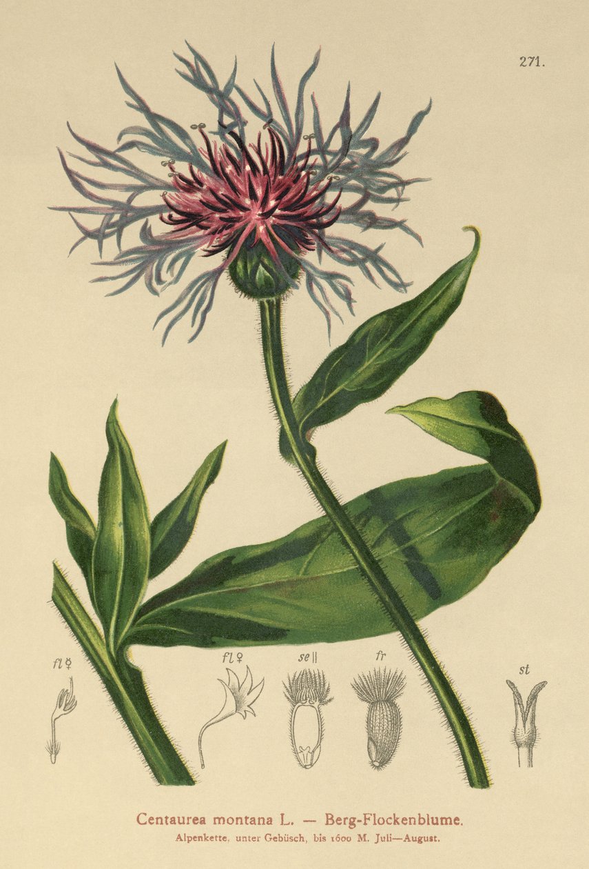 Fiordaliso perenne (Centaurea montana) da German School