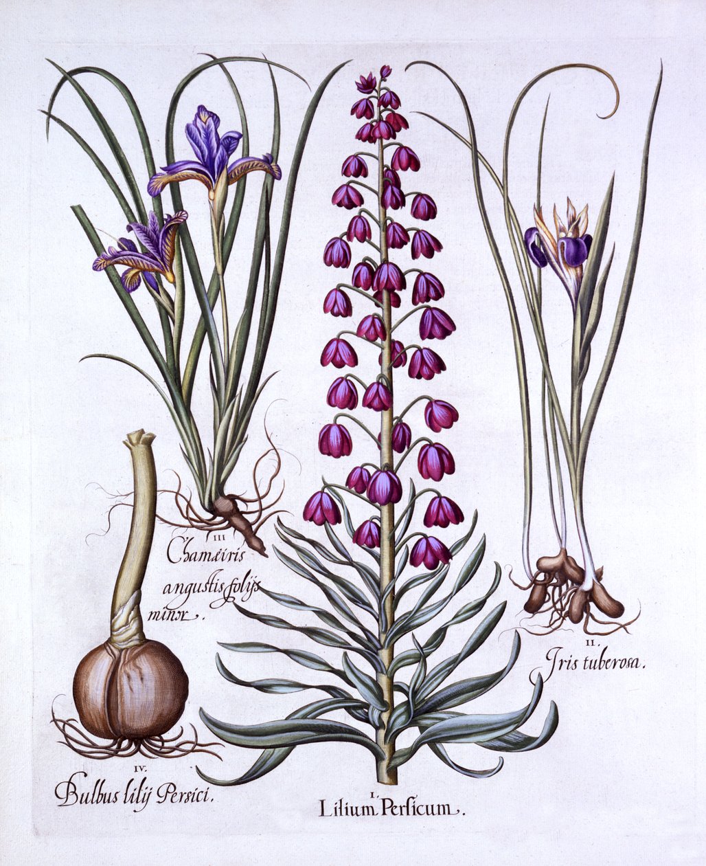 Giglio persiano e iris, da Hortus Eystettensis, di Basil Besler, pub. 1613 da German School