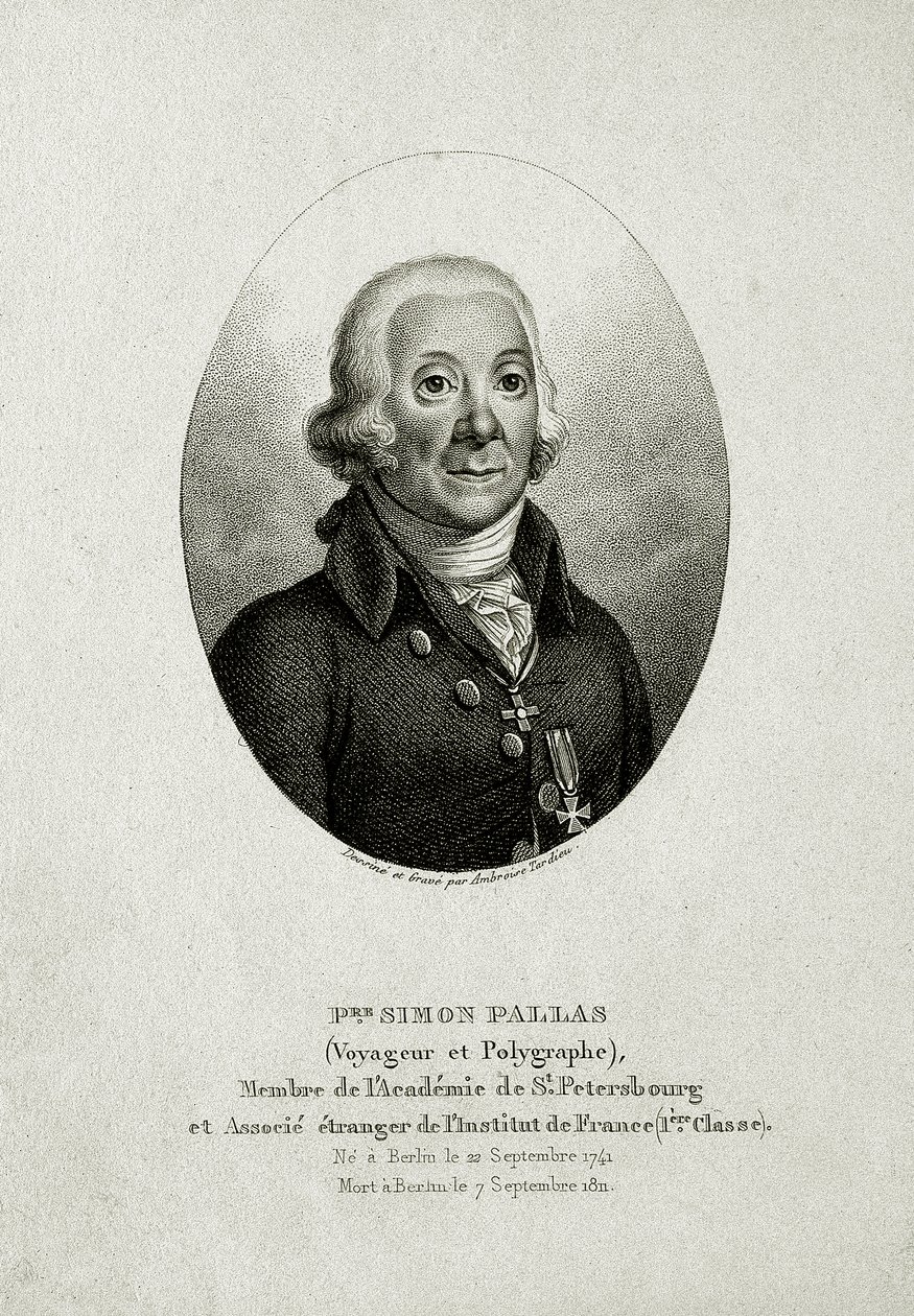 Peter Simon Pallas (1741 – 1811) da German School