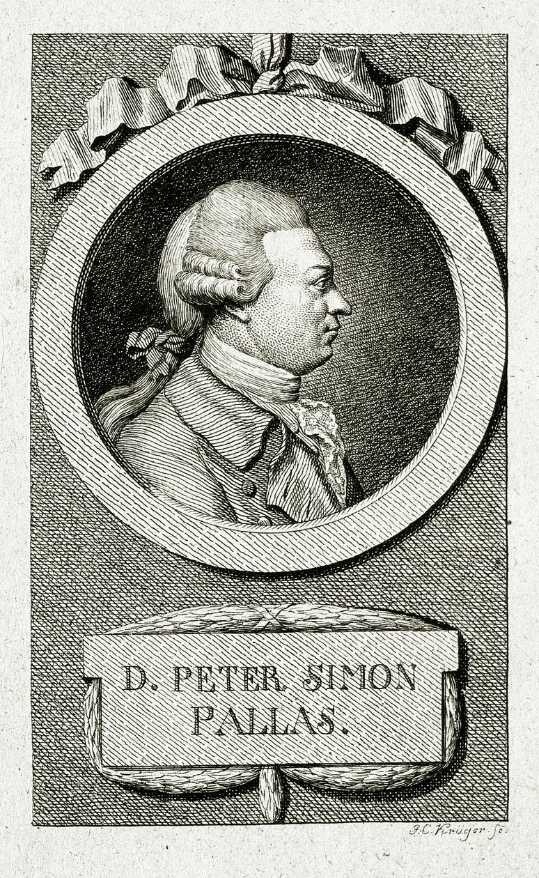 Peter Simon Pallas (1741 – 1811) da German School